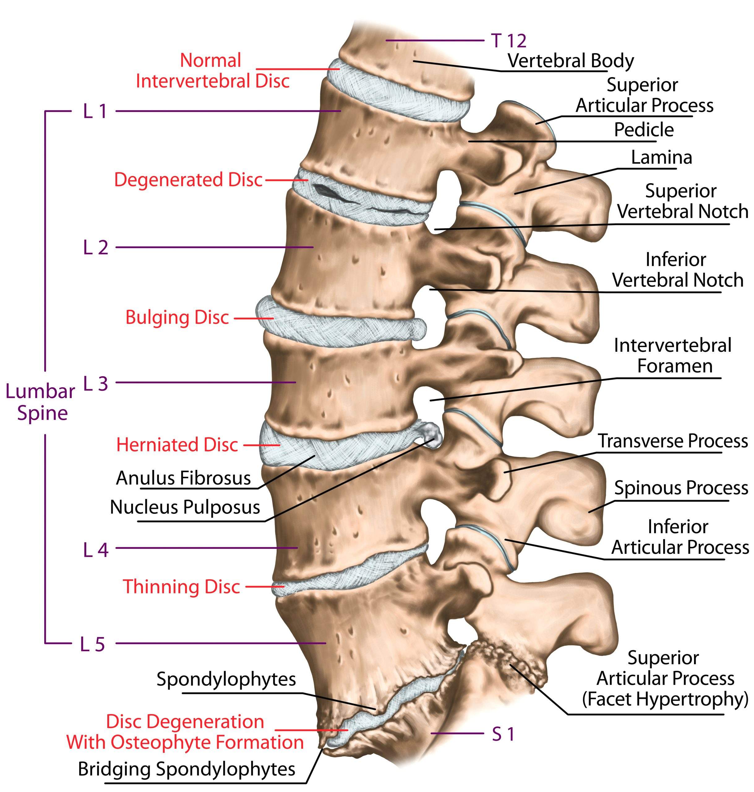 A medical illustration of the spine.
